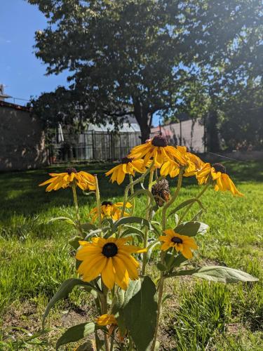 a bunch of yellow flowers in the grass at Apartmány U Lazara in Kutná Hora