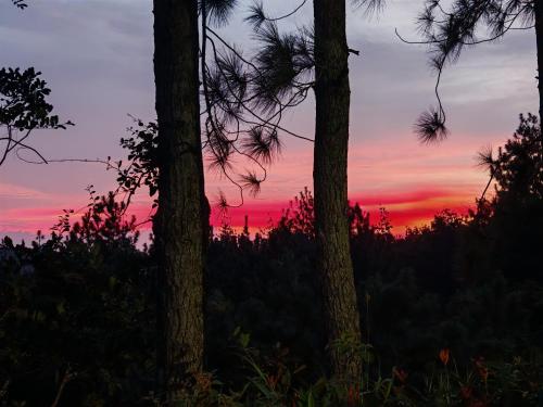 a sunset in the woods with trees in the foreground at Cabañas Hiraphet in Los Altos de Cerro Azul