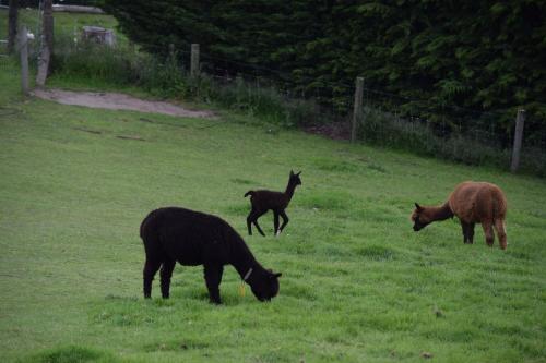 a group of three animals grazing in a field at Bruce Farm Alpaca Cabin 2 by Tiny Away in Balclutha