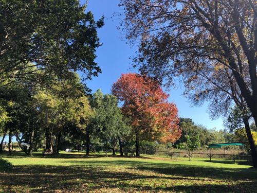 a group of trees in a park with autumn leaves at Hills and Dales Accommodation in Lanseria