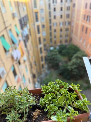 Cozy Home Flaminio