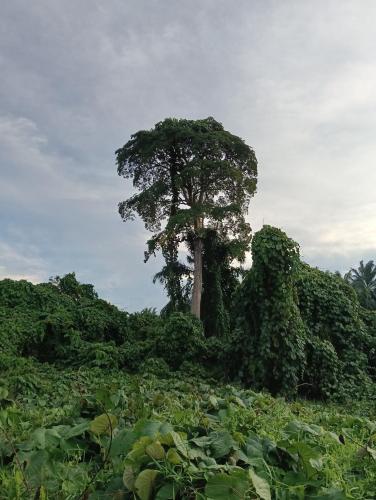 a tree in the middle of a field at Air Puteri Rest House in Mersing