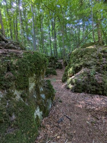 a path in a forest with trees and moss at Villa Viola 