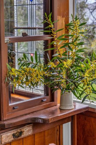 a plant in a vase sitting on a window sill at East of Eden in Eden