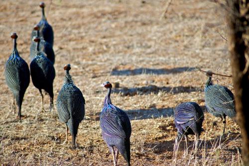 Animales en el tented camp o alrededores