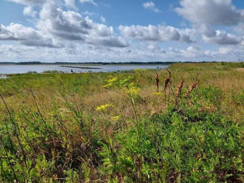 a field of tall grass with a body of water at 8 person holiday home in Bogense-By Traum in Bogense