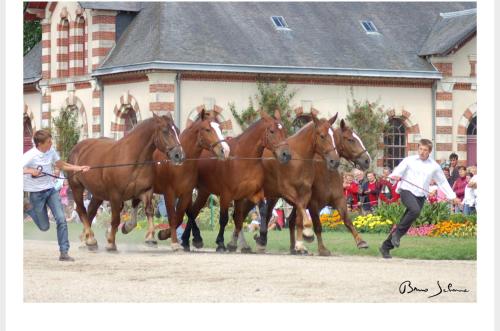 a group of horses being pulled by a rope at appartement 2 chambres,1 salon avec cuisine in Saint Lo
