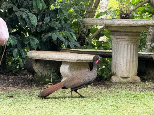 a bird walking in the grass next to a stone fountain at Cabaña del Lago in Marsella