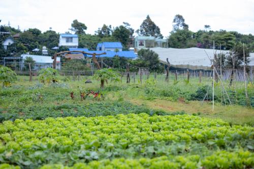a field of crops with houses in the background at Avocado Farm 
