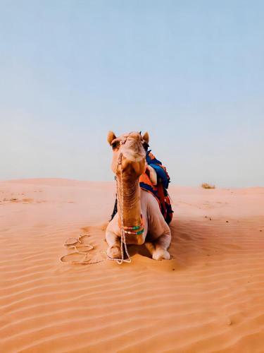 a camel sitting in the sand in the desert at HAMIRGARH LUXURIOUS DESERT CAMP & RESoRT in Jaisalmer