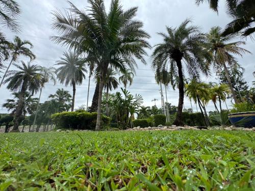 a field of grass with palm trees and a boat at Saenpalm training home แสนปาล์ม เทรนนิ่ง โฮม in Ban Thung Kalahom (1)