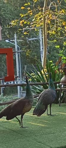 two peacocks walking in the grass in a park at Monkeaw and Climber's Camp in Mae On