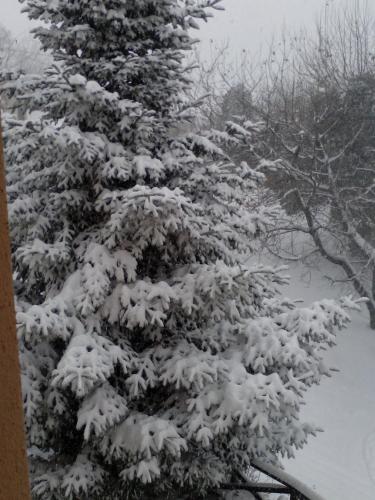 a snow covered pine tree in the snow at Amalthia Traditional Guesthouse in Tsagarada