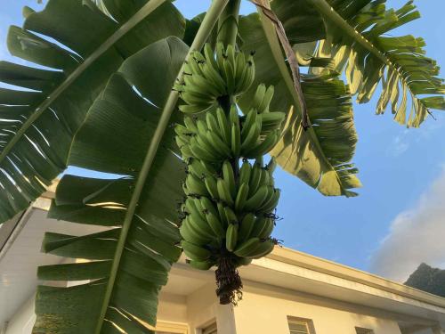 a bunch of bananas hanging from a banana tree at Moorea Villa Tea in Afareaitu