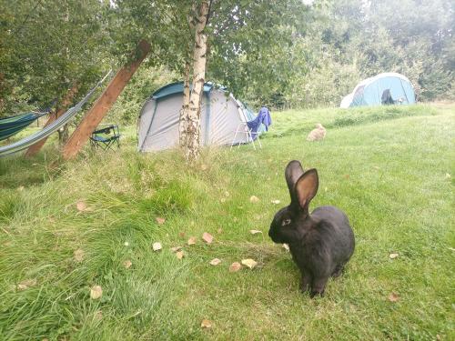a black rabbit standing in the grass near tents at Agroturystyka Polana Giebułtów obok Świeradowa i zamku Czocha, domki przyjazne rodzinom z dziećmi in Mirsk