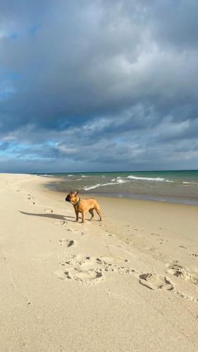 a dog standing on a beach with footprints in the sand at Apartamenty Belni Hel Edyta i Maciej Wolak in Hel
