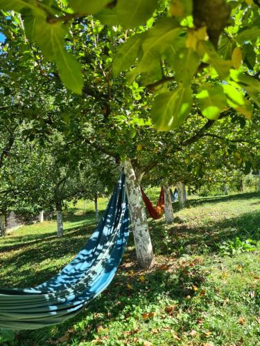 Κήπος έξω από το In Varful Dealului
