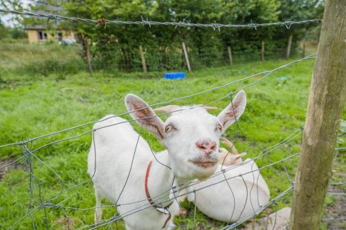 Animales en la casa vacacional o alrededores