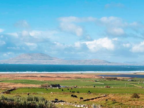 a herd of cattle grazing in a field next to the ocean at 3 Bed in Louisburgh oc-ii06694 in Killeen