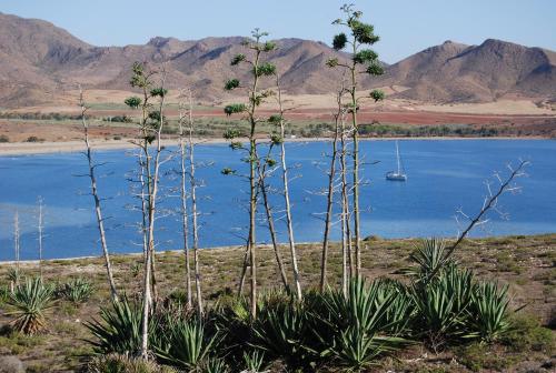 three tall trees in front of a body of water at Complejo Turístico Los Escullos Cabo de Gata in Los Escullos