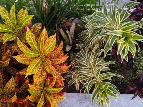 a group of plants in a garden at Filao villa in Riambel