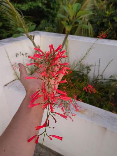 a person holding a red flower in their hand at Filao villa in Riambel