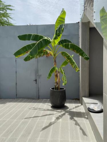 a plant in a black pot on a balcony at Résidence Gabriel in Sali Nianiaral
