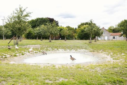a bird standing in a pond in a field at Tiny House Stijl & natuur nabij Brugge! in Beernem