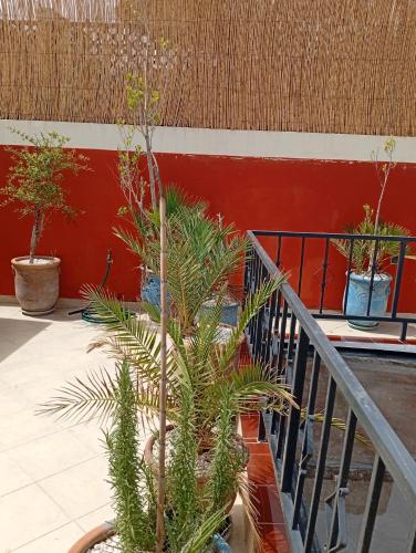 a palm tree in a pot next to a staircase at Ryad Ayad in Marrakech