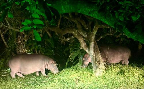 two pigs walking in the grass under a tree at Leopard Corner Lodge in St Lucia