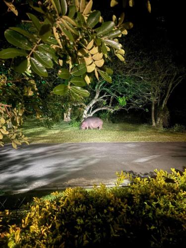 a brown animal standing in the grass near a road at Leopard Corner Lodge in St Lucia