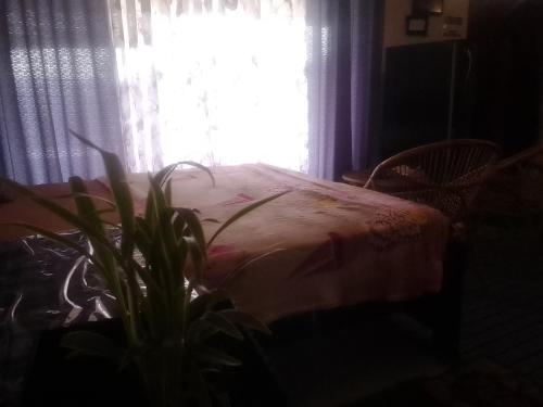 a bedroom with a plant in front of a window at Ella Black Bridge View Cottage Sri Lanka in Ella