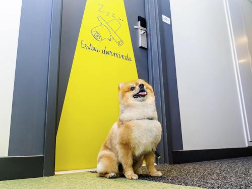 a dog is sitting in front of a door at ibis budget Sao Caetano in São Caetano do Sul