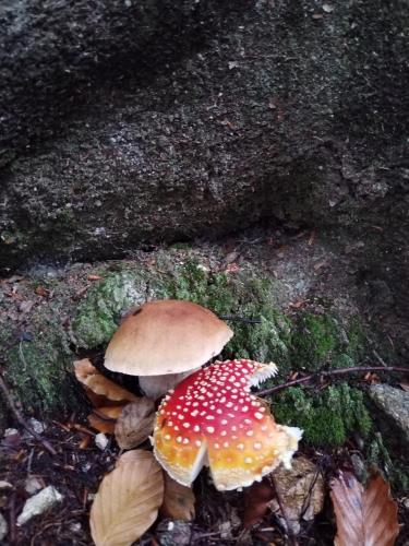 a couple of mushrooms sitting on the ground at un balcone sul lago in Omegna