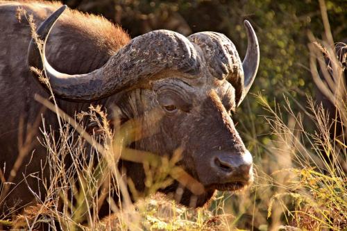 a large horned animal standing in the grass at Leopard Corner Lodge in St Lucia