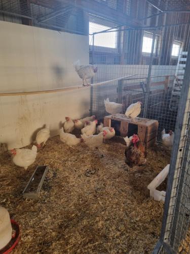 a group of chickens in a cage in a barn at Rødstua in Senja