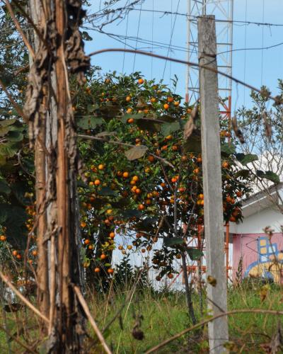 an orange tree with lots of oranges on it at Suítes Celeste, Charme no Vale dos Vinhedos com Banheira e Café da Manhã Colonial Incluso in Bento Gonçalves
