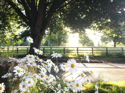 Κήπος έξω από το Cotswolds Retreat