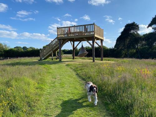 a dog walking in a field with a wooden structure at 2 Bed in Kington 92986 in Lyonshall
