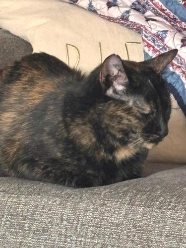 a black and brown cat laying on a couch at Mountain View Room wPrivate Bath close to downtown in Jim Thorpe