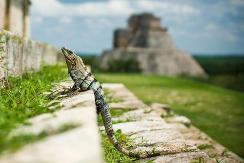 a lizard on a stone wall with a monument in the background at Crowne Plaza Merida by IHG in Mérida