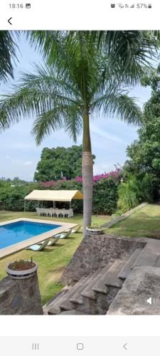 a palm tree sitting next to a swimming pool at Quinta las flores de Elizondo in Xochitepec