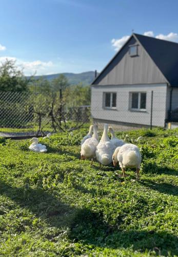 a group of white birds standing in the grass at Bądź blisko in Jurków