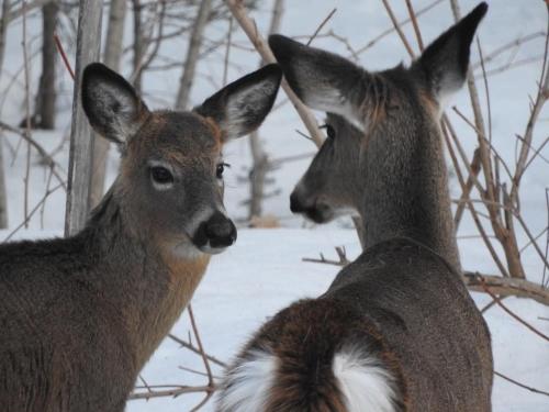 two deer standing next to each other in the snow at Chalet Mathis in Saint-Raymond