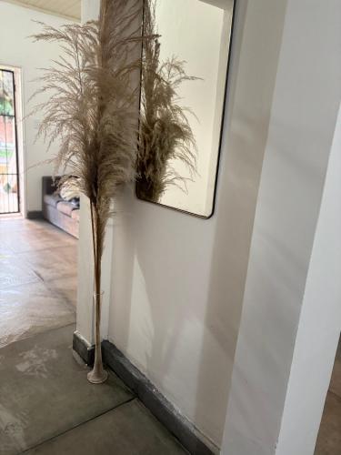 a plant in a vase next to a wall at El Descanso in Posadas