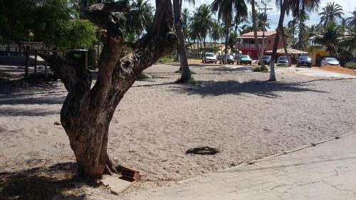 a tree in the sand next to a street at Paraiso in Mata de Sao Joao