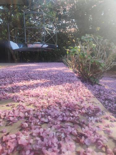 Un jardín fuera de Tico Pousada