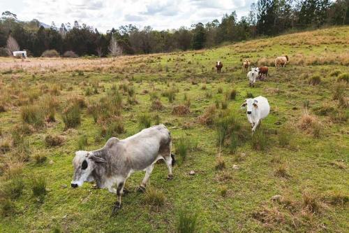 a herd of cows grazing in a grassy field at Haven Magnificence by Tiny Away in Conondale