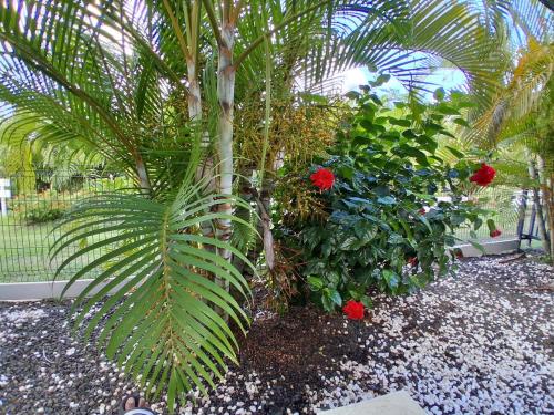 a palm tree in a garden with red roses at Proprizen in Rivière-Salée
