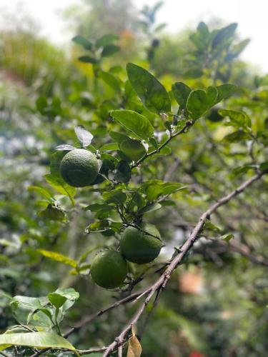 a branch of an avocado tree with green fruit at Casa d'Lobo Hotel Boutique in Malinalco